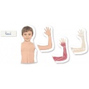 كليمنتوني منتسوري - جسم الإنسان