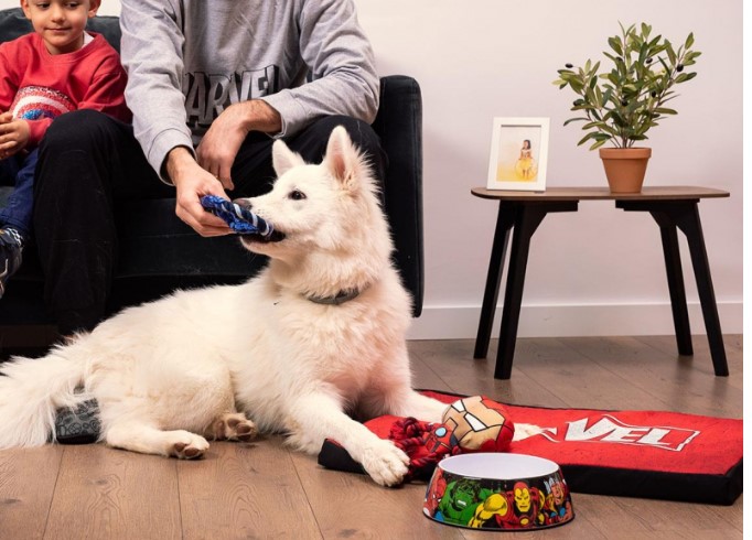 مرتبة مارفل للكلاب