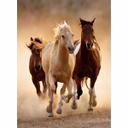Clementoni Puzzle Horses